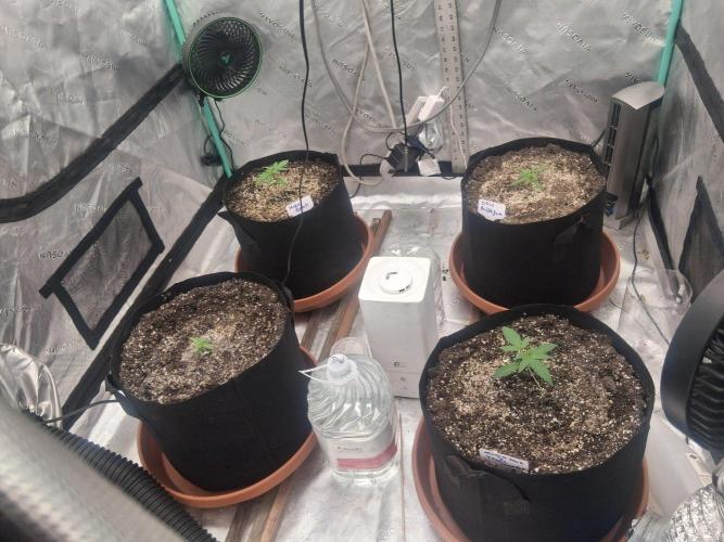 New Grow. Week 2