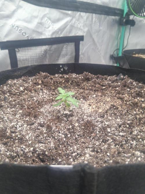 New Grow. Week 2 - Jehovas Witness