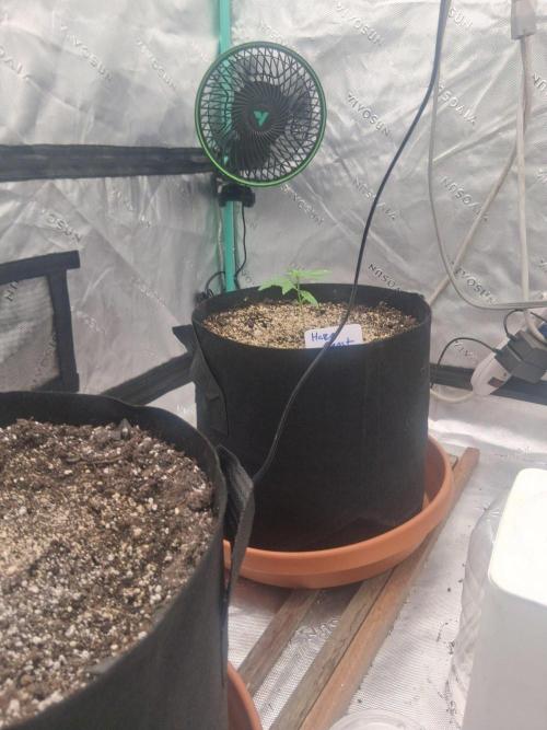 New Grow. Week 2
