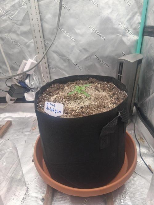 New Grow. Week 2