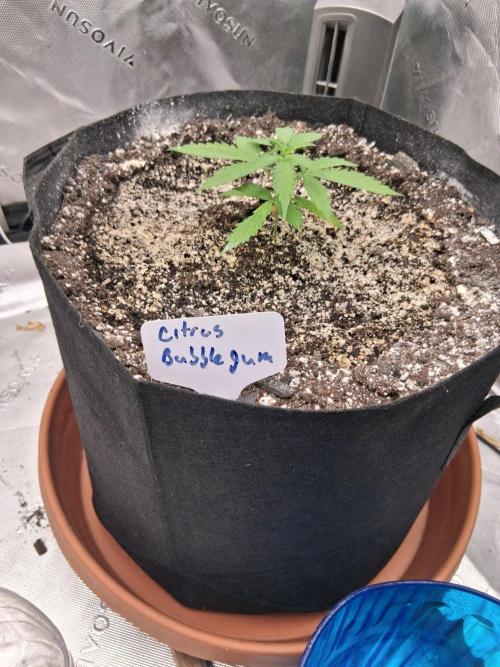 New Grow. Week 3