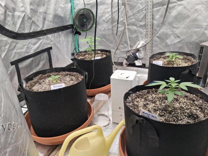 New Grow. Week 3
