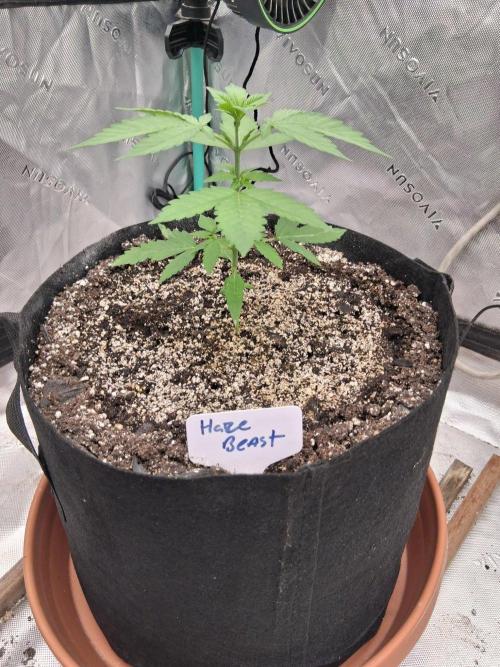 New Grow. Week 3