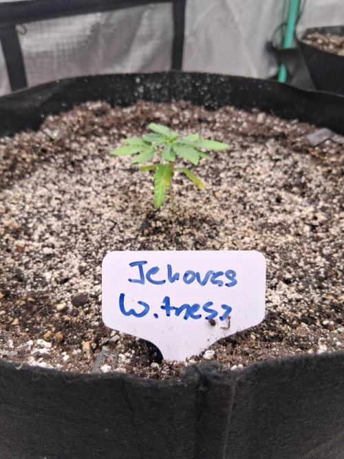 New Grow. Week 3