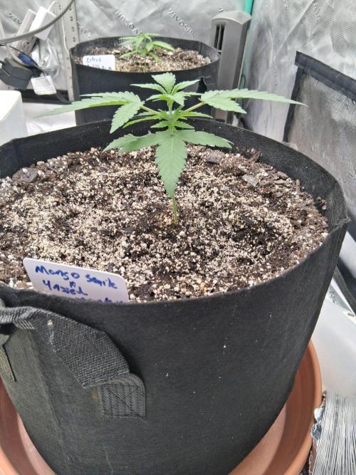 New Grow. Week 3