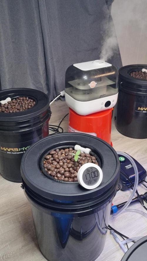 First RDWC Grow