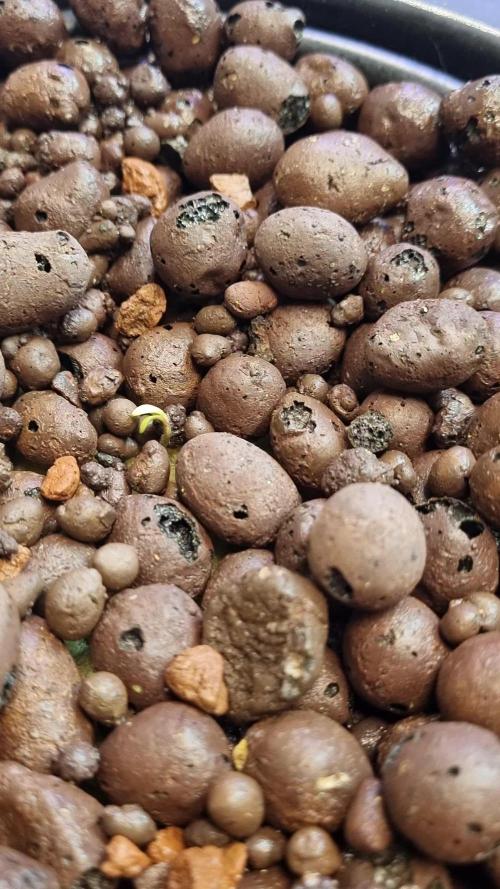 Strawberry Gorilla Automatic's