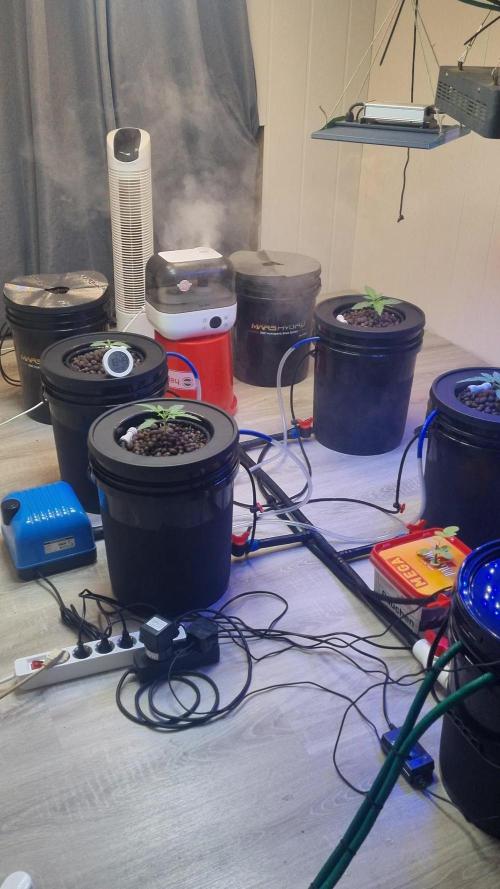 First RDWC Grow