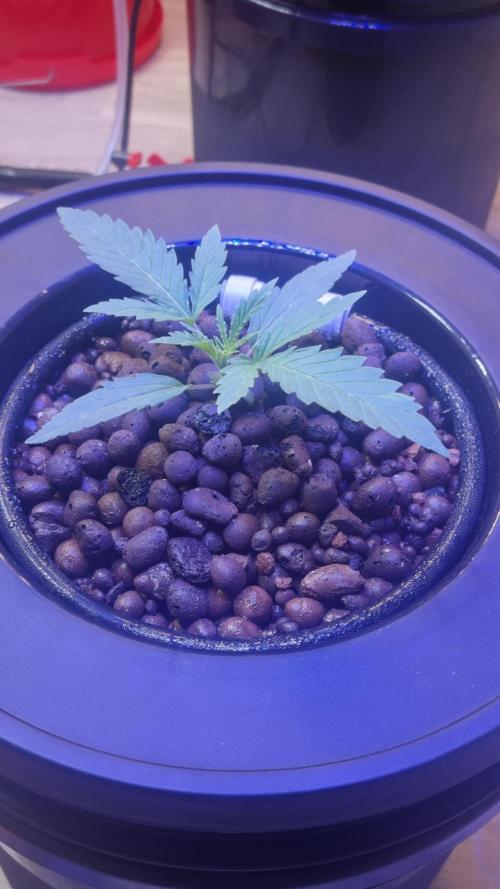 First RDWC Grow