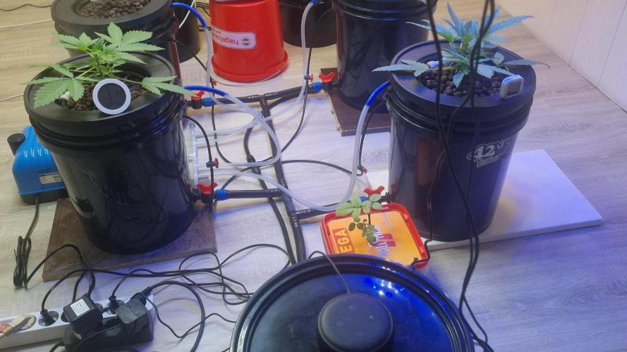 First RDWC Grow