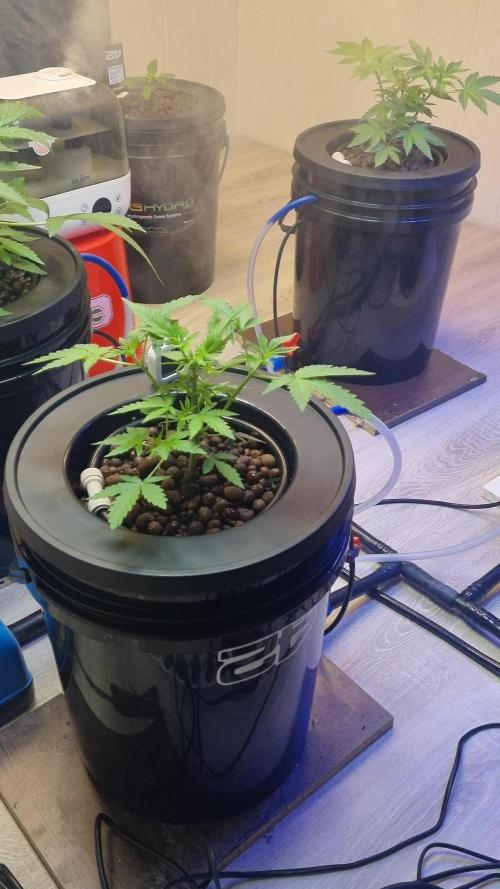 First RDWC Grow