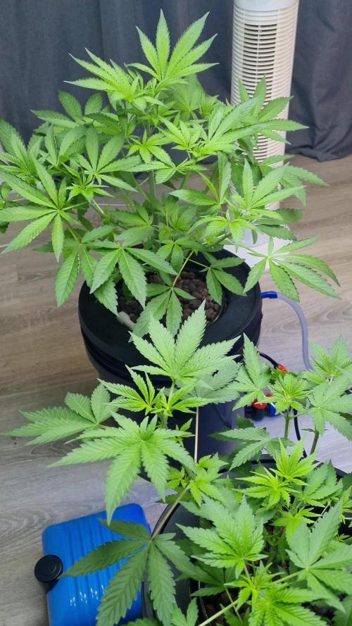 Strawberry Guava RDWC Grow