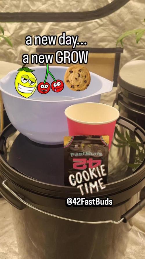 Lemon Cherry Cookies