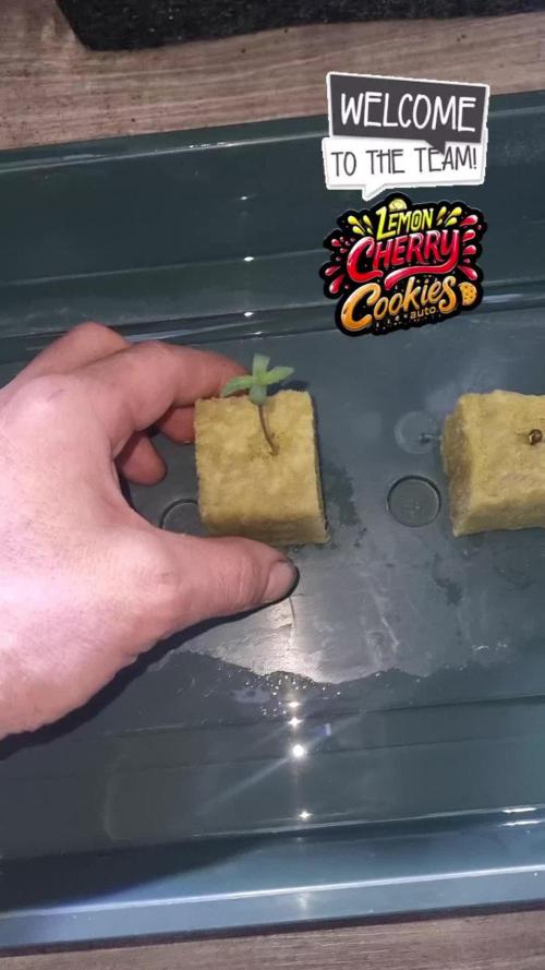 Lemon Cherry Cookies Automatic's