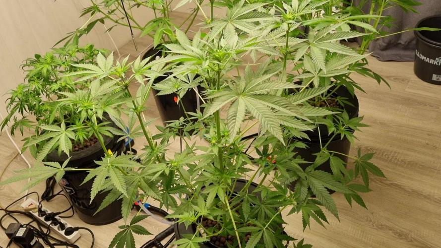 Strawberry Guava RDWC Grow