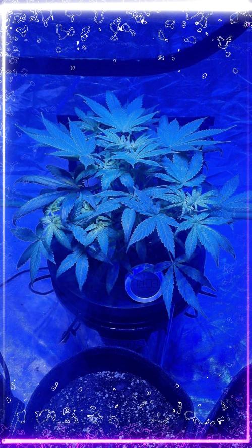 Strawberry Gorilla Automatic's