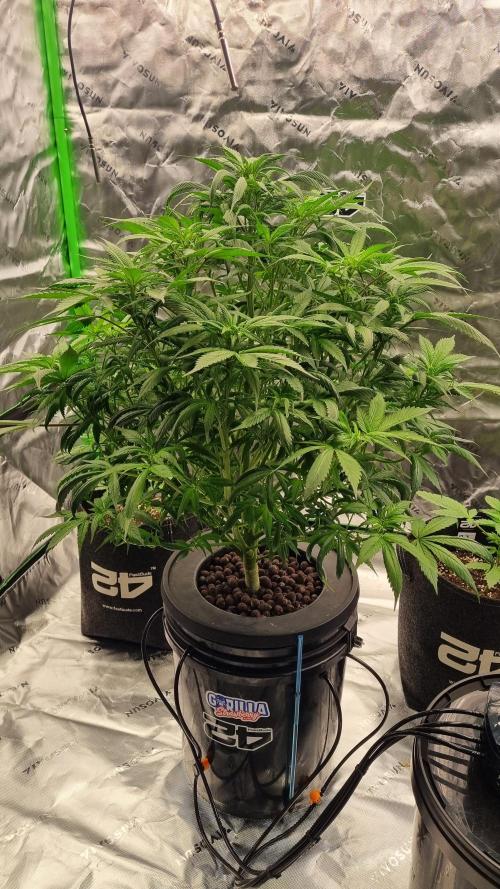 Strawberry Gorilla Automatic's. Week 9