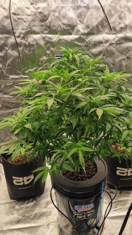 Strawberry Gorilla Automatic's. Week 9