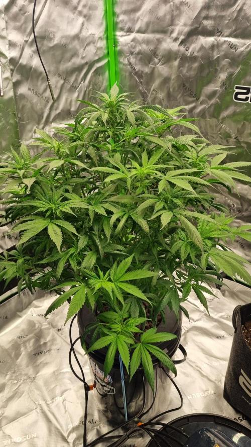 Strawberry Gorilla Automatic's. Week 9