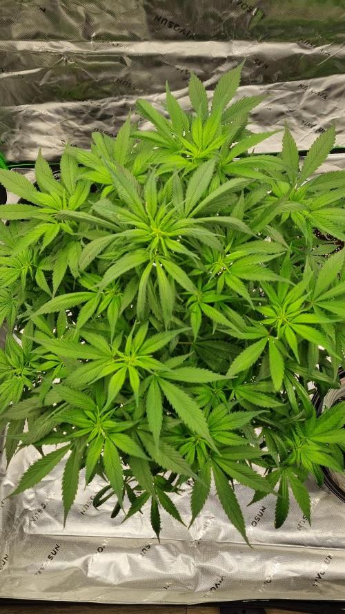 Strawberry Gorilla Automatic's. Week 9