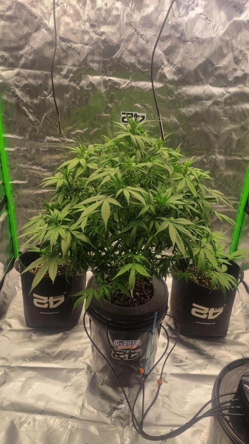 Strawberry Gorilla Automatic's. Week 9