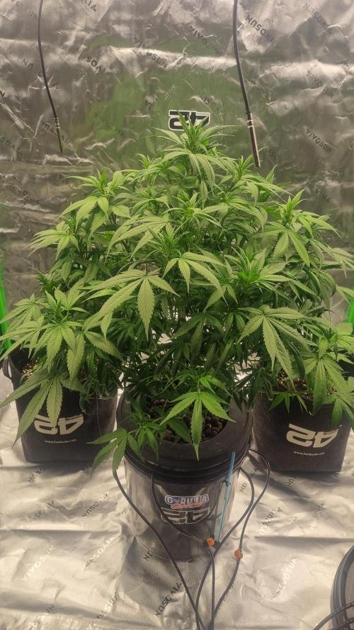 Strawberry Gorilla Automatic's. Week 9
