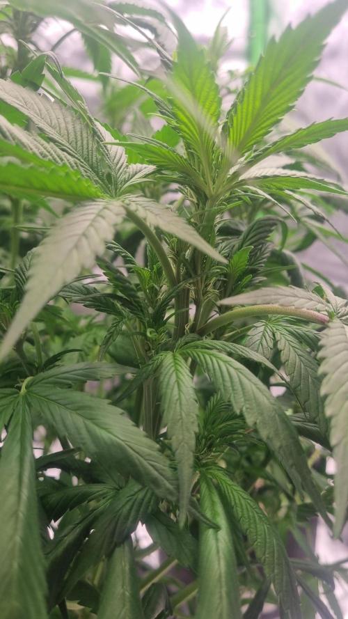 Strawberry Gorilla Automatic's. Week 9