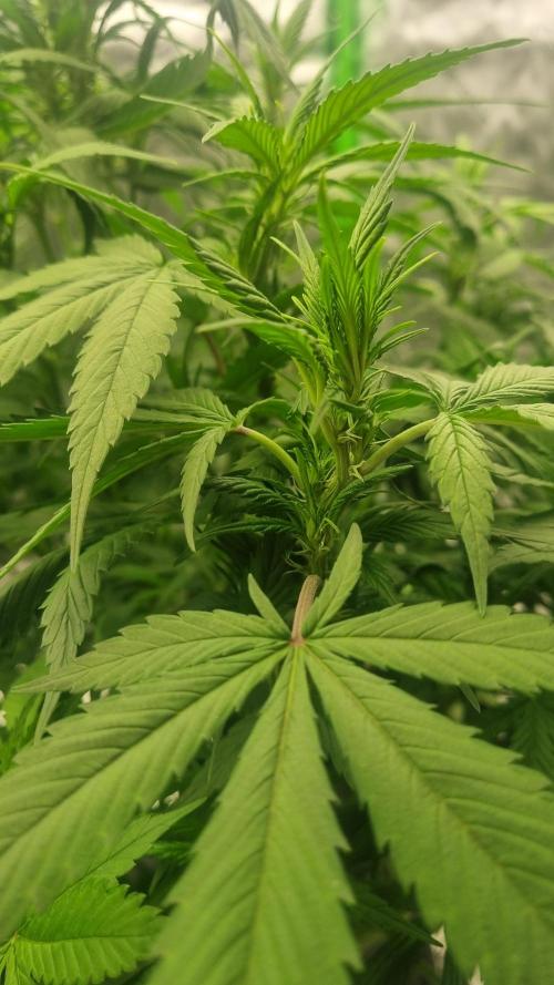 Strawberry Gorilla Automatic's. Week 9