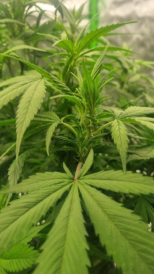 Strawberry Gorilla Automatic's. Week 9