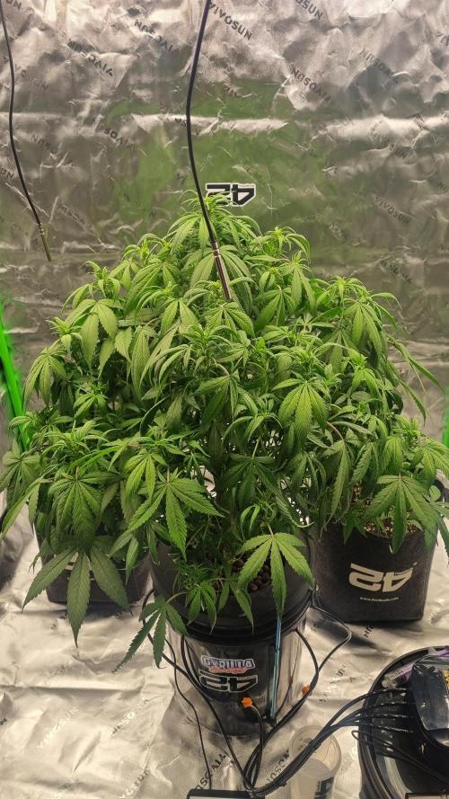 Strawberry Gorilla Automatic's. Week 9