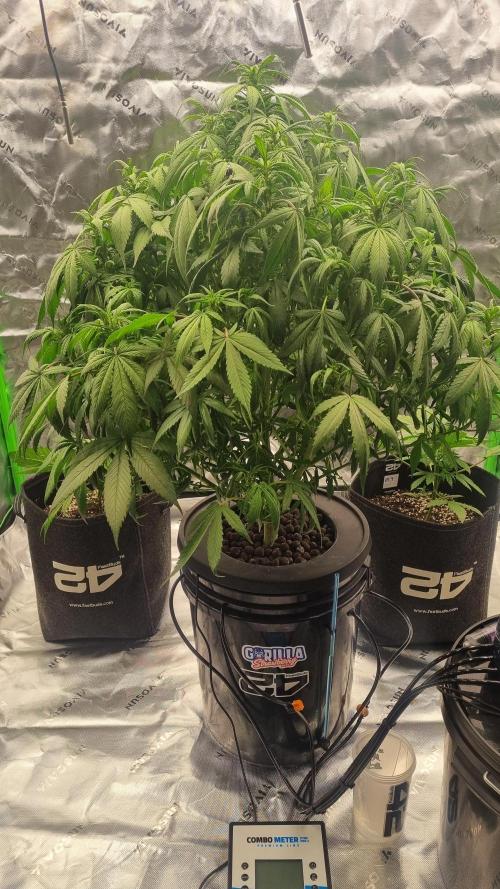 Strawberry Gorilla Automatic's. Week 9