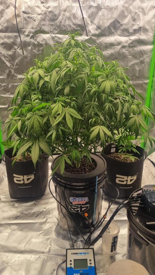 Strawberry Gorilla Automatic's. Week 9