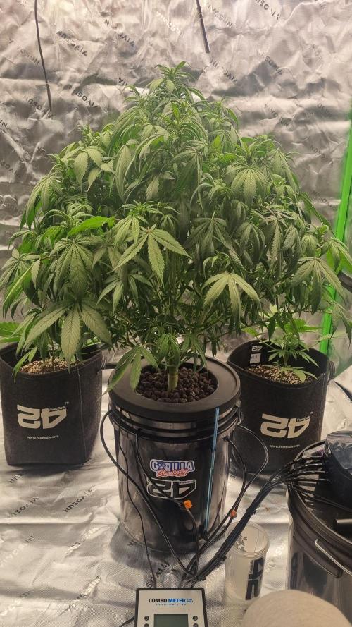 Strawberry Gorilla Automatic's. Week 9