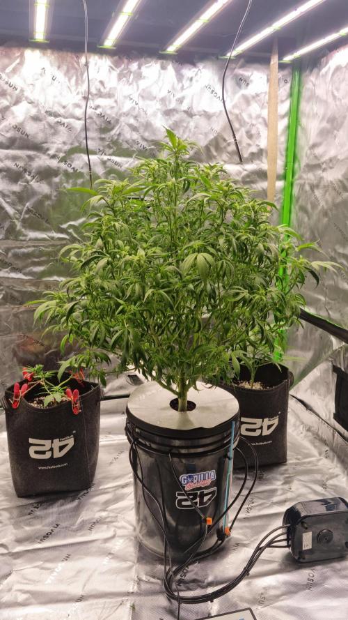 Strawberry Gorilla Automatic's. Week 9