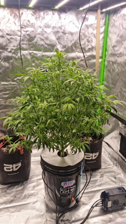 Strawberry Gorilla Automatic's. Week 9