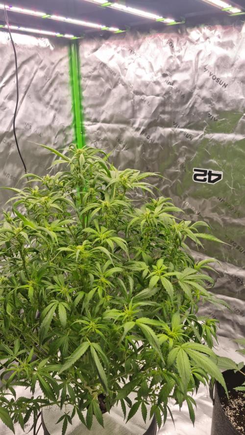 Strawberry Gorilla Automatic's. Week 9