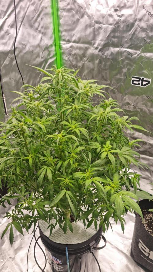 Strawberry Gorilla Automatic's. Week 9