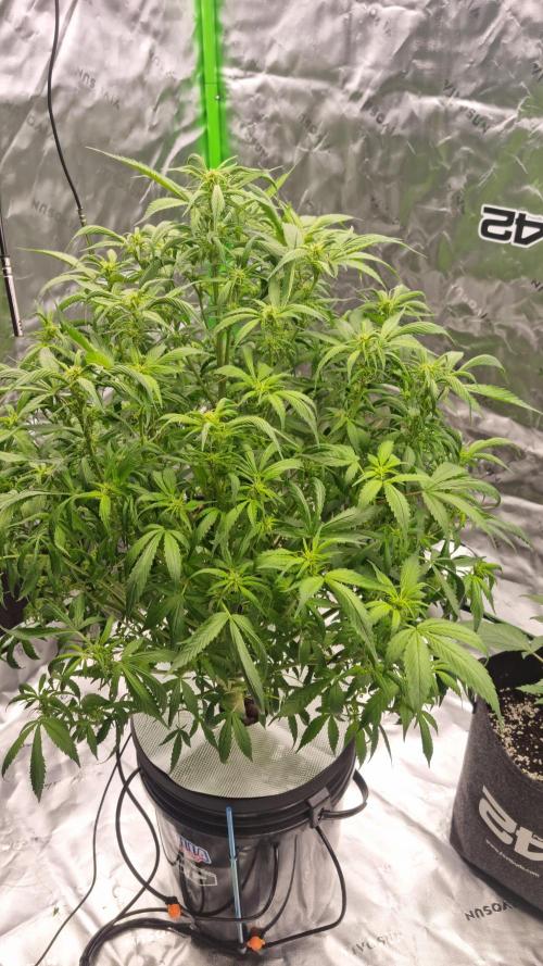 Strawberry Gorilla Automatic's. Week 9