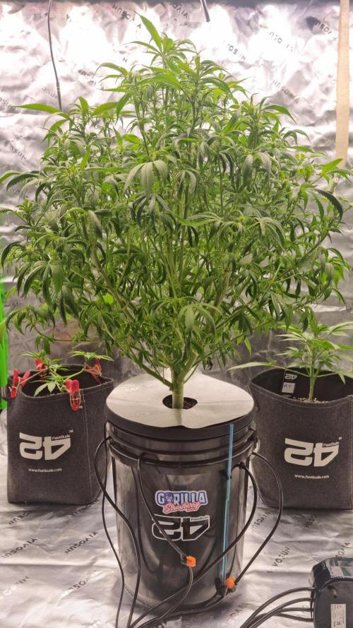 Strawberry Gorilla Automatic's. Week 9