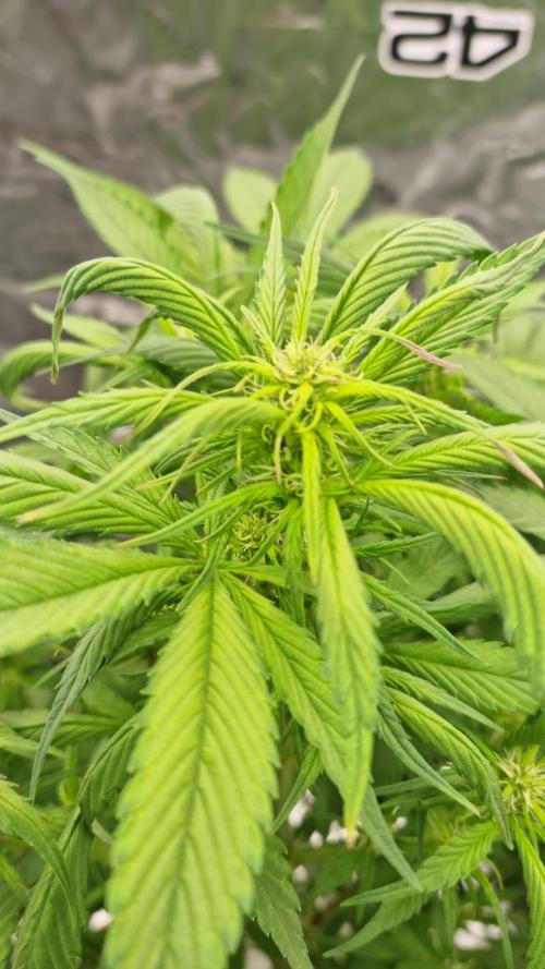 Strawberry Gorilla Automatic's. Week 9