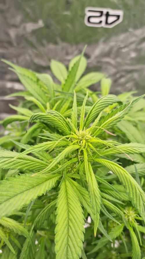 Strawberry Gorilla Automatic's. Week 9