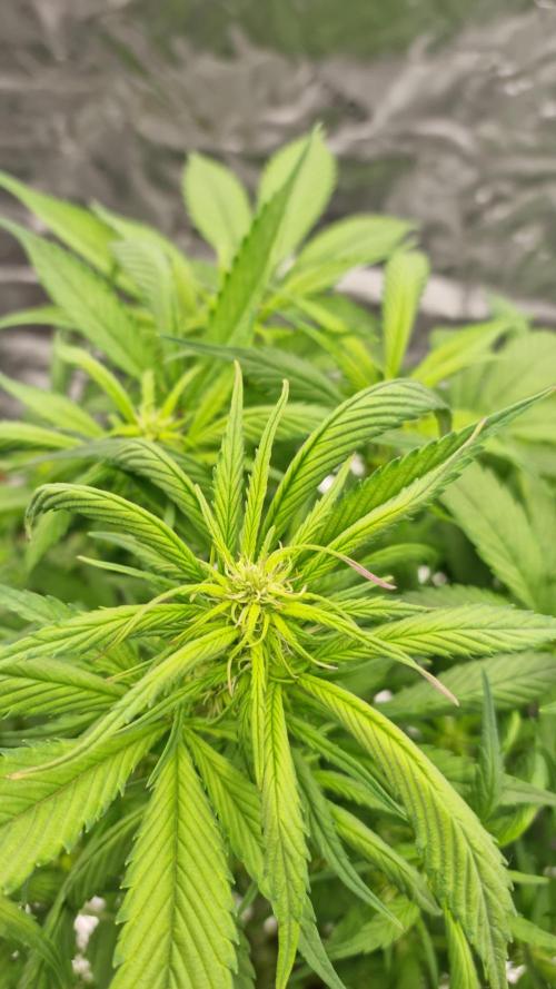 Strawberry Gorilla Automatic's. Week 9