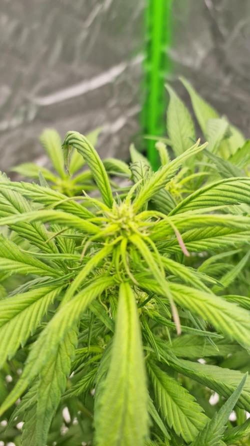 Strawberry Gorilla Automatic's. Week 9