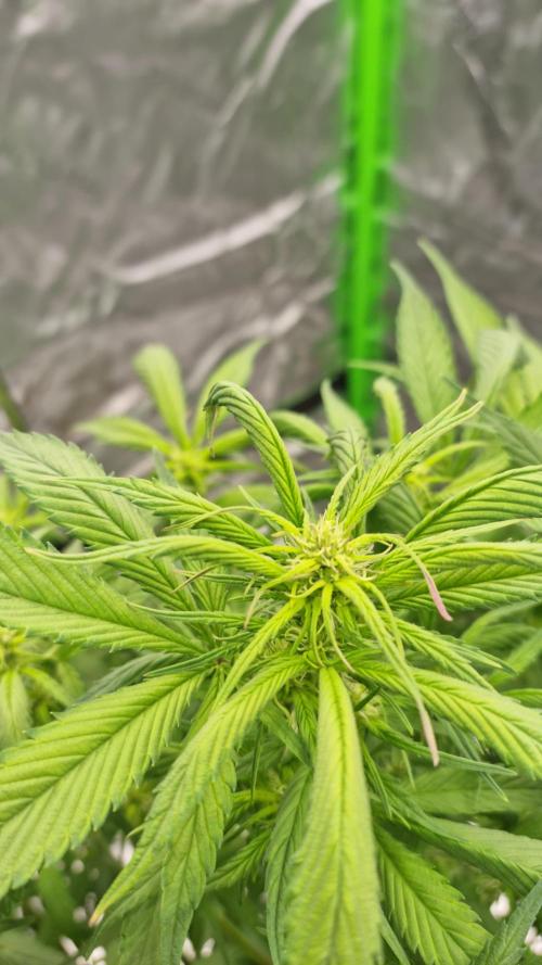 Strawberry Gorilla Automatic's. Week 9