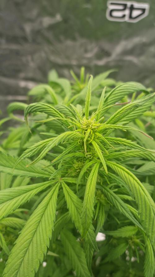 Strawberry Gorilla Automatic's. Week 9