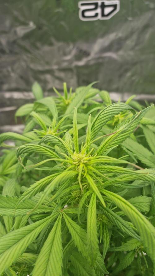 Strawberry Gorilla Automatic's. Week 9