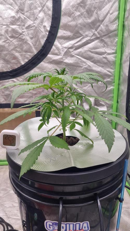 Strawberry Gorilla Automatic's. Week 4
