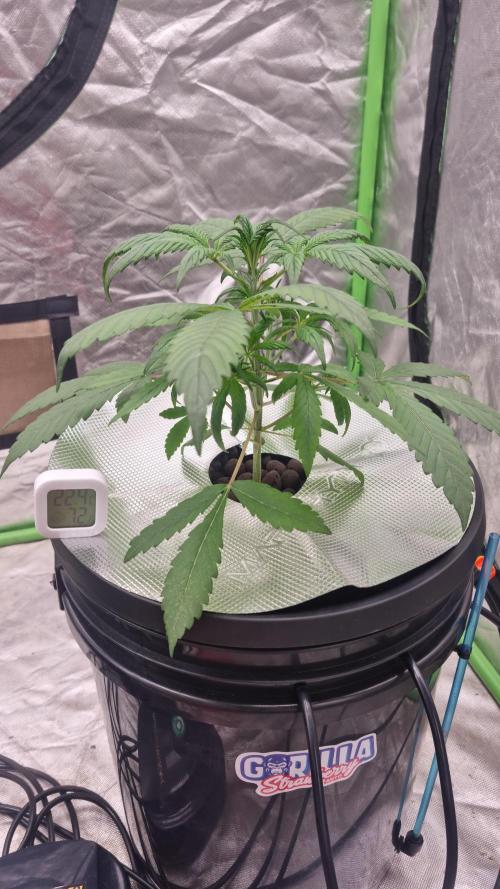 Strawberry Gorilla Automatic's. Week 4