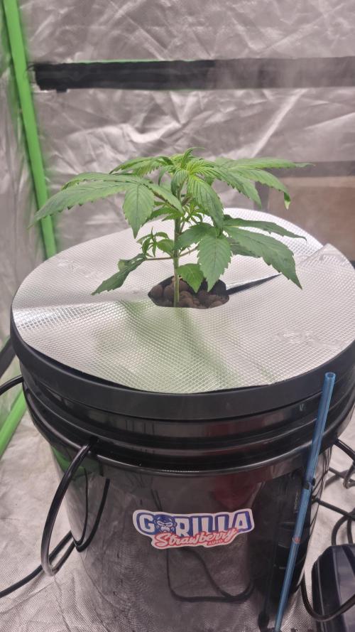 Strawberry Gorilla Automatic's. Week 4
