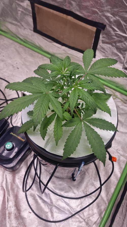 Strawberry Gorilla Automatic's. Week 4